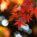 Logo of Autumn Leaf Fall Wallpaper android Application 